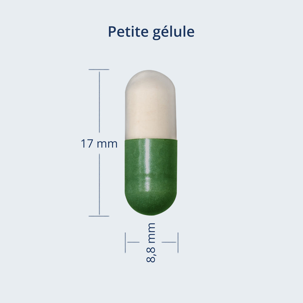 Gélule blanche et verte de petite taille de Kijimea Côlon Irritable PRO. Dimensions : 17 mm de long et 8,8 mm de large.